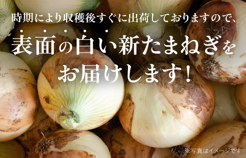 射手矢さんちの泉州プレミアムたまねぎ 20kg 【玉ねぎ タマネギ 玉葱 甘い 野菜 国産 期間限定 オニオン スライス サラダ カレー シチュー バーベキュー BBQ 肉じゃが】 G1320