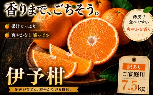 ＜香り立つ果実 愛媛県産伊予柑 合計約7.5kg＞『2027年1月上旬～2月下旬迄に順次出荷予定』 訳あり あまい 爽やかな香り ミカン 蜜柑 ご家庭用 果汁 果物 くだもの フルーツ オレンジ 柑橘 特産品 極尽道 愛媛県 西予市 【常温】