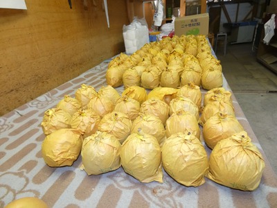 【2026年 先行予約】二十世紀梨 5kg｜鳥取 東光園 梨 2026年収穫後 2026年8月下旬から順次発送【41053】
