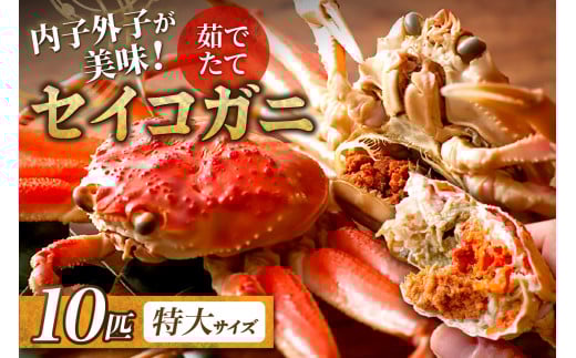 【蟹の匠 魚政】内子外子が美味! 茹でたて セイコガニ（セコ蟹）（香箱ガニ）（こっぺ）特大サイズ 10匹セット ボイル せいこがに 特大 10匹 冷蔵便　UO01389