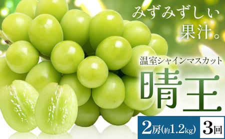 【2026年発送先行予約】シャインマスカット 温室 晴王 2房(合計約1.2kg) 3回お届け シャイン マスカット《2026年7月中旬-9月中旬頃出荷》晴レ乃青果　(岡山中央卸売市場店(富士紙工 有限会社)) 送料無料 岡山県 浅口市 フルーツ 果物 岡山県産【配送不可地域あり】