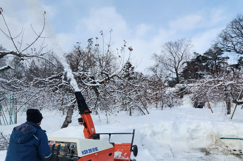 【25年11月発送】りんご【家庭用】葉取らずサンふじ 約10kg