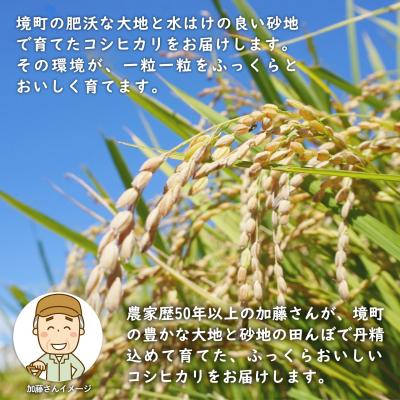 ふるさと納税 境町 令和7年産 / 白米 《50個限定》　令和7年産 茨城県 境町産 コシヒカリ 5kg 2025年産 |  | 01