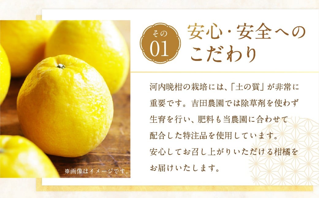 贈答用 河内晩柑 5kg