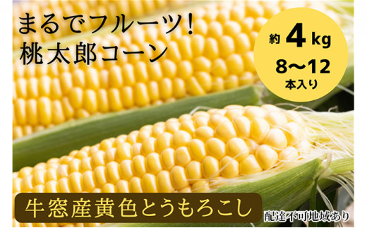 
［2023年先行予約］ まるでフルーツ！最高糖度25度超え 生で甘い、茹でて美味い！牛窓産 黄色 とうもろこし 「桃太郎コーン」約4kg（8～12本入り） [№5735-0982]
