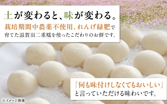 滋賀羽二重糯 丸餅 モチ 餅 もち まるもち 丸いお餅 丸い餅 羽二重糯 羽二重餅 お雑煮 焼餅 お汁粉 人気 おすすめ 長浜市