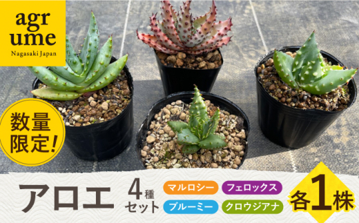 【数量限定】アロエ4種セット （ブルーミー・フェロックス・クロウジアナ・マルロシー） 長与町/アグリューム [EAI129] アロエ セット あろえ 植物 グリーン
