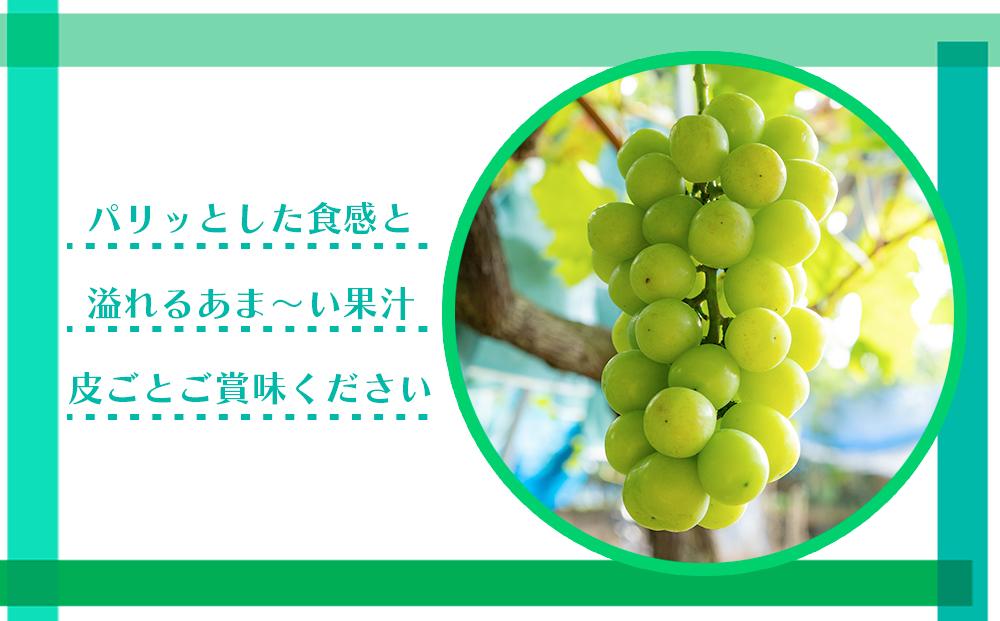 シャインマスカット 約4kg  (5房～10房) 有田巨峰村 【朝採 新鮮】 ■2024年発送■※8月下旬頃～9月下旬頃まで順次発送予定