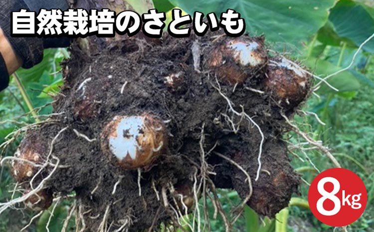 
                  【先行予約】自然栽培のさといも 8kg 京都 亀岡産 かたもとオーガニックファームよりお届け《里芋 野菜 産地直送 国産 採れたて 新鮮 サトイモ》 ※2026年12月～発送
                