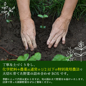 お野菜 6～7品 詰め合わせセット 富士山の湧水でつくる 四季の美味しい 旬 野菜