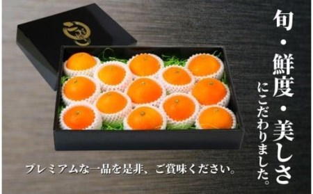 【早期予約受付中！2024年12月～順次発送】プレミアム【愛果28号】 化粧箱入 （あいか みかん 愛媛 みかん 蜜柑 高級 みかん 蜜柑 果物 みかん 蜜柑 愛媛県産 みかん 柑橘 みかん フルーツ