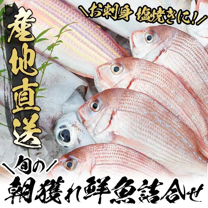 鮮魚 詰合せ 朝どれ鮮魚 産地直送 新鮮 海の幸 鮮魚【00-024-01】