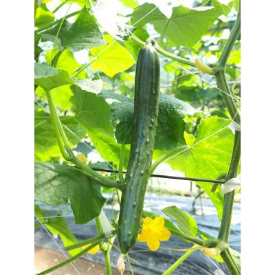 ふるさと納税 久米南町 久米南町産　里海きゅうり 約5kg　50本以上 |  | 01