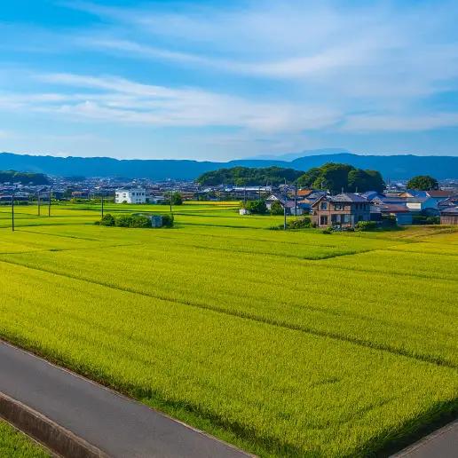 令和7年産 ヒノヒカリ 玄米 5kg ひのひかり  