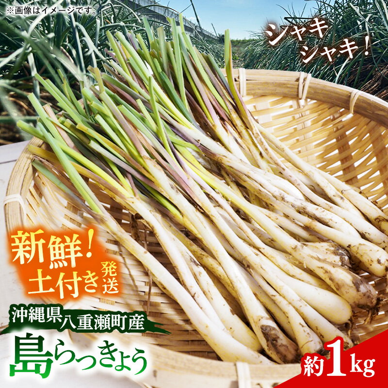 【ふるさと納税】新地農園 沖縄県産 島らっきょう 約1kg - 生らっきょう 国産 塩漬け 浅漬け 甘酢漬け 漬物 天ぷら チャンプルー 土付き おすすめ 送料無料 八重瀬町