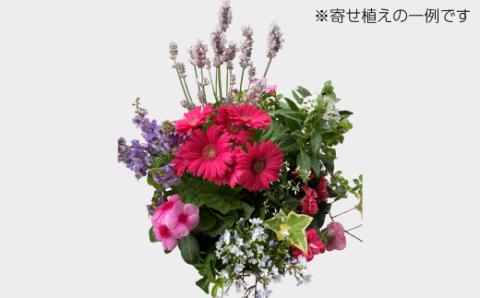 カーデニングコンシェルジュが育てた季節の花 寄せ植え[高島屋選定品］京都・南丹市八木町　021N345