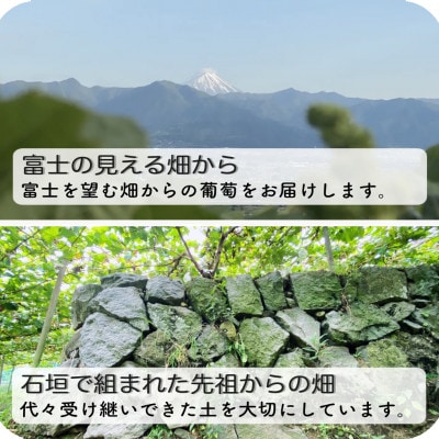 富士の輝とシャインマスカット　1.2kg【配送不可地域：離島】