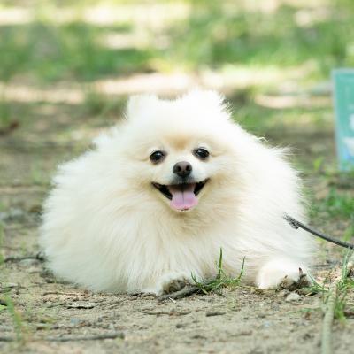 ふるさと納税 宍粟市 宍粟鹿肉100%　犬・猫の無添加おやつ　柔らかい(ソフトタイプ)3種類計5袋　O17