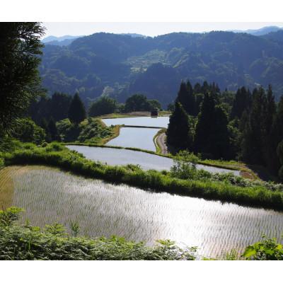 ふるさと納税 上越市 雪むろ棚田米コシヒカリ 20kg 精米 |  | 02