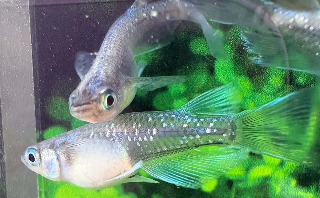 メダカ黒リアルロングフィン 1ペア 2匹