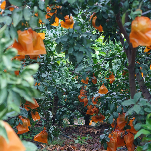 【2025年12月頃から発送】訳あり 愛果28号 家庭用 2kg | 紅まどんな と同品種 まどんな 数量選択可 あいか みかん 数量限定 みかん 愛媛県産 みかん 愛果28号 松山市 みかん 中島 