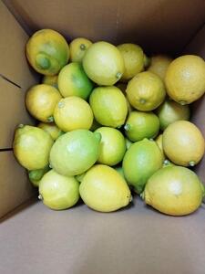 レモネード　900ml×3本セット