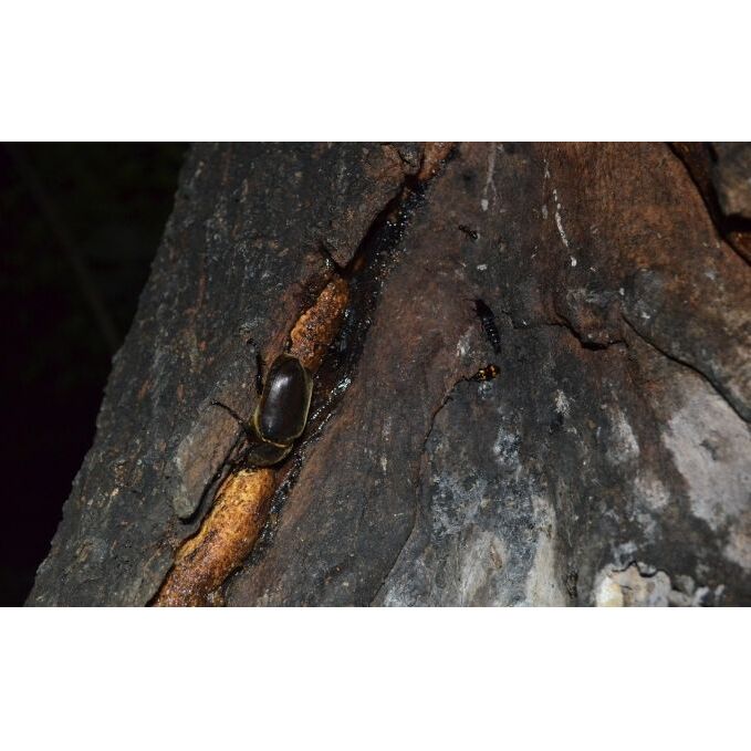 【優先貸切】NHKテレビで取り上げられました!＜先行予約＞【体験期間 2026年6月～8月中旬】虫捕り名人と行く「昆虫採集ツアー」ご利用券(グループ貸切用・車1台) 昆虫 カブトムシ クワガタ アウト