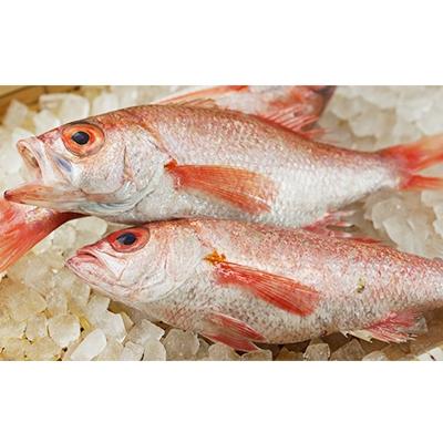 ふるさと納税 京丹後市 のどぐろ熟成一汐(ノドグロ、のど黒、アカムツ) 350g級使用　仕上がり後260g以上　3尾セット |  | 03