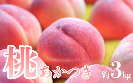 【2026年7月下旬発送】もも　あかつき　約3kg　　桃｜モモ｜果物｜フルーツ｜長野県産｜南信州｜豊丘村