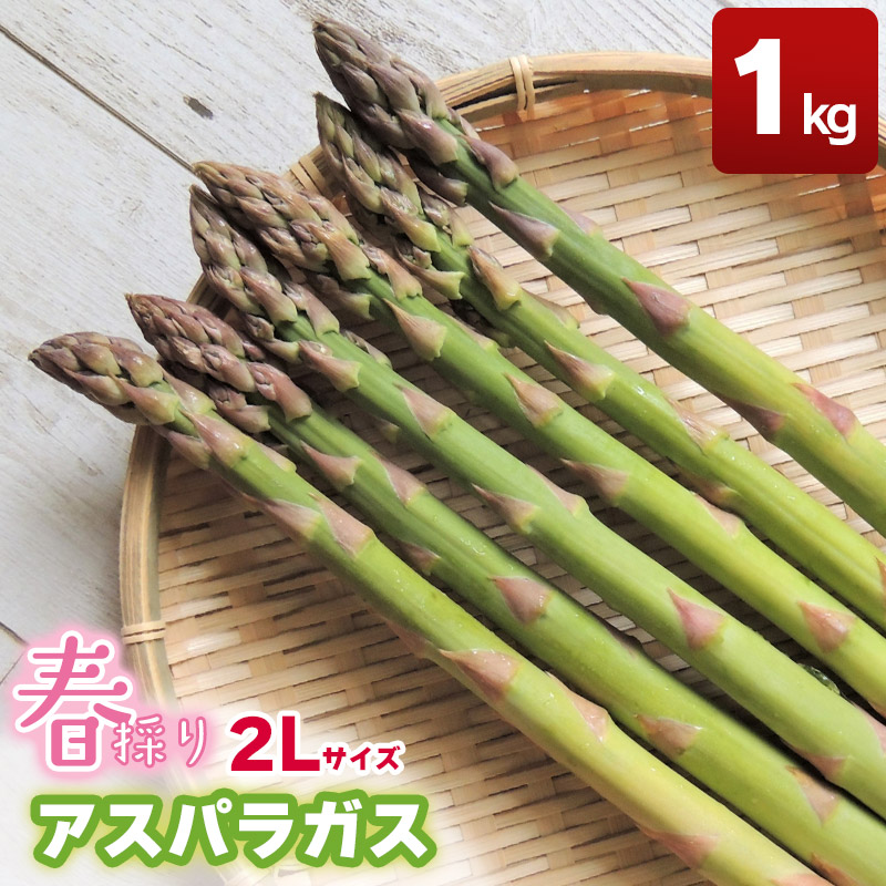 【令和8年産先行予約】　春採りアスパラガス 2Lサイズ 1kg　山形県鶴岡産　Toki農園