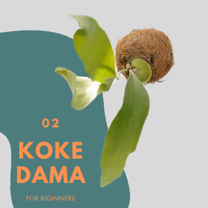 ビカクシダ（コウモリラン）苔玉 ネザーランド