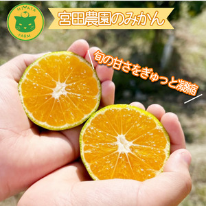 【2026年10月20日~31日発送】 温州みかん 3kg 秀品 みかん