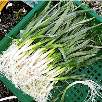 ふるさと納税 上富良野町 希少な葉にんにく 300g×2パック |  | 02