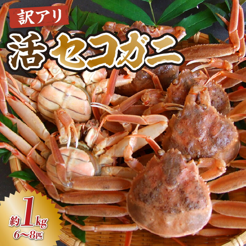 【ふるさと納税】【先行予約】【訳あり】兵庫県香住産 活 セコガニ 約1kg（6～8枚）【冷蔵便】足が1～2本折れたカニの為に訳あり 味に変わりはありません。 冬の味覚 セコガニ かにの本場 国産 せいこがに 蟹 大人気 グルメ ※令和7年11月より配送予定 33-41 送料無料