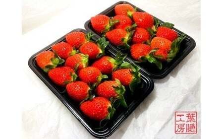 L-52 太良町産「かおりの」ソフトパック2P　生産者直送！朝採り苺！ 太良町 かおりの 国産 佐賀県産 太良町産 いちご 苺 イチゴ 甘い 約270g × 2パック 朝採り 果肉がジューシー 糖度高