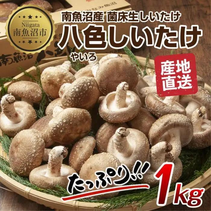 八色 しいたけ 1kg　しいたけ