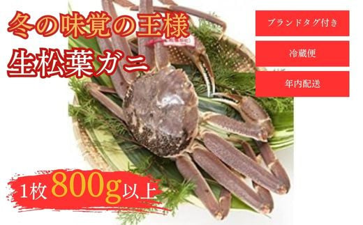 【和星水産】タグ付き 生松葉ガニ １枚（800g以上） 年内配送 松葉ガニ カニ ズワイガニ カニ爪 冷蔵 かにしゃぶ カニ刺身 ずわいがに 鮮度抜群 国産 高級  タグ付き 鳥取県 倉吉市