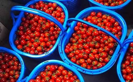 【2026年7月中旬発送開始予定】 岩手県産 採れたて ミニトマト サマー千果 約3kg 【十一代目藤助】 ／ ミニ トマト とまと 新鮮 旬 プチトマト 野菜 やさい 期間限定 季節限定 国産 八幡