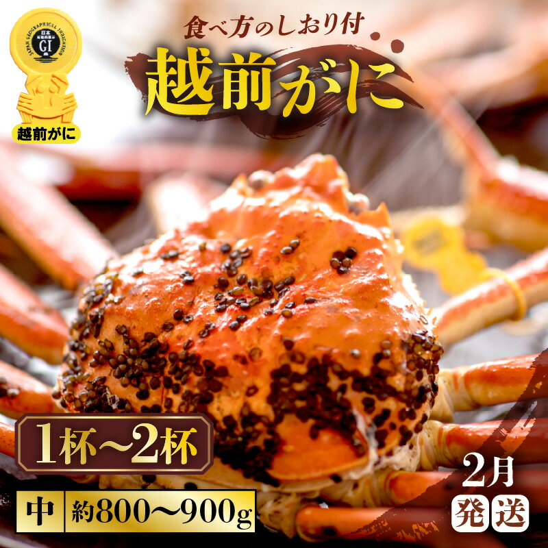 【ふるさと納税】≪浜茹で≫越前がに 中サイズ （生で1杯約800g〜900g）食べ応え十分 食べ方しおり付き 【選べる杯数！1〜2杯】【雄 ズワイガニ ボイル 冷蔵 越前ガニ 越前かに 越前カニ ずわいがに カニ 蟹】【2月発送分】希望日指定可 備考欄に希望日をご記入ください