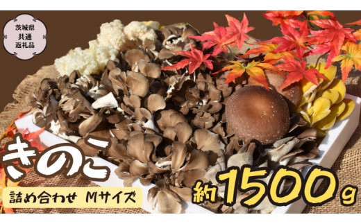 きのこ の 詰め合わせ Mサイズ 約1500g【茨城県共通返礼品 城里町】 キノコ 舞茸 あわび茸 たもぎ茸 しいたけ 花びら茸 [CX002sa]