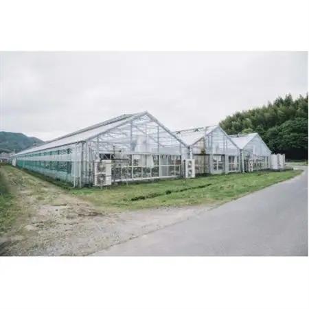 ホシファーム　届いた姿でそのまま飾れるスタンディング薔薇ブーケ　ルージュ12本_花・観葉植物  花 _【配送不可地域：離島】【1465220】