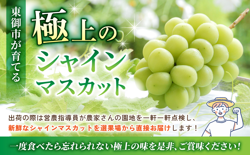 【2025年発送】東御市産シャインマスカット3kg【秋お届け】
