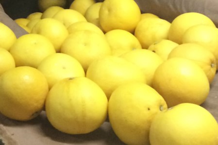 広畑農園 土佐文旦 5kg 家庭用 文旦
