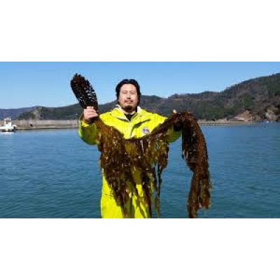 ふるさと納税 小浜市 生わかめ 2kg しゃぶしゃぶがおすすめ 福井県小浜市 |  | 01