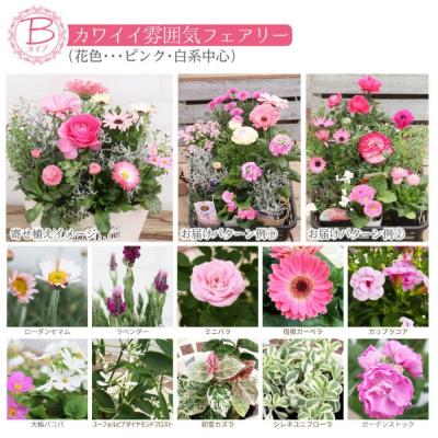 ふるさと納税 筑前町 フェアリーな花苗セットB【価格改定】 |  | 01