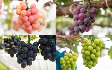 【 うちとくだもん 】 のこだわりぶどう ぶどう 4種食べ比べセット 各1房 計4房 約2kg 【 2026年10月上旬～11月下旬まで順次発送予定 】