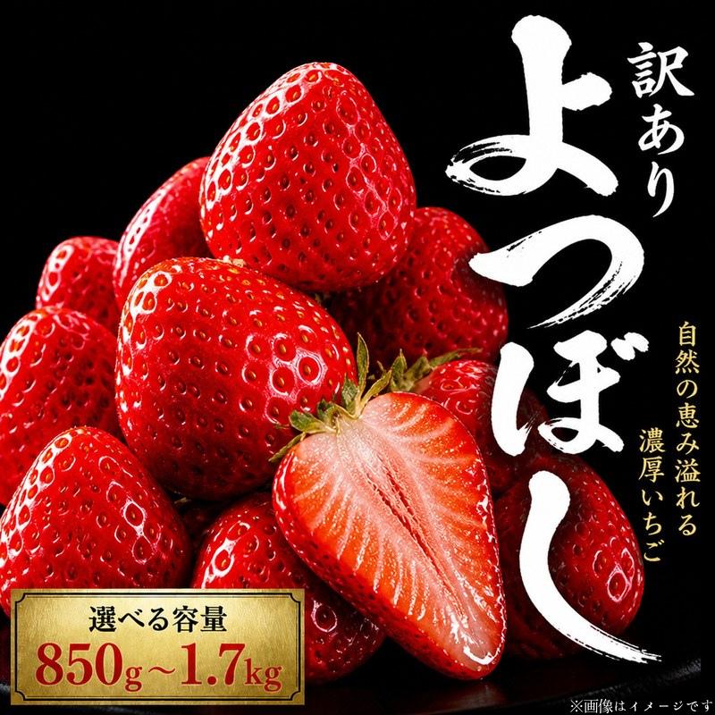 
                  【先行予約】 訳あり いちご よつぼし 850g～1.7kg 選べる容量 果物 フルーツ 苺 ストロベリー ケーキ アイス シャーベット ジェラート ゼリー ジュース ジャム スムージー 洋菓子 和菓子 お菓子 おやつ フルーツサンド フルーツ大福 苺大福 不揃い 規格外 家庭用 人気 オススメ お取り寄せ グルメ 徳島県 阿波市 チタチタストロベリーファーム
                
