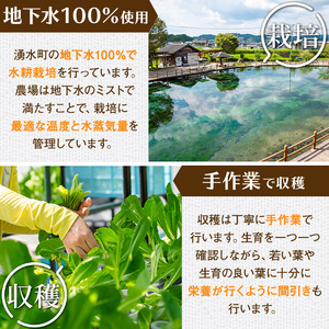 y470 お肉が別腹になるレタス 計600g (200g×3袋) 国産 九州産 鹿児島県産 湧水町産 野菜 やさい レタス ロメインレタス 焼肉 焼き肉 バーベキュー BBQ 冷しゃぶ サラダ 水耕栽