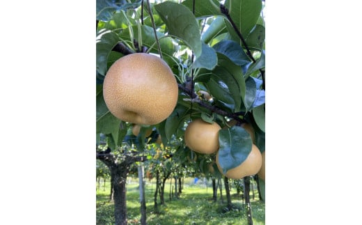 【先行受付】会津の美味しい梨 豊水 約3kg（5玉～6玉）◇｜ 期間限定 梨 なし ナシ 果物 フルーツ 甘い ジューシー 果実 くだもの 国産 果実 会津美里町産 ※2025年9月中旬～9月下旬頃に