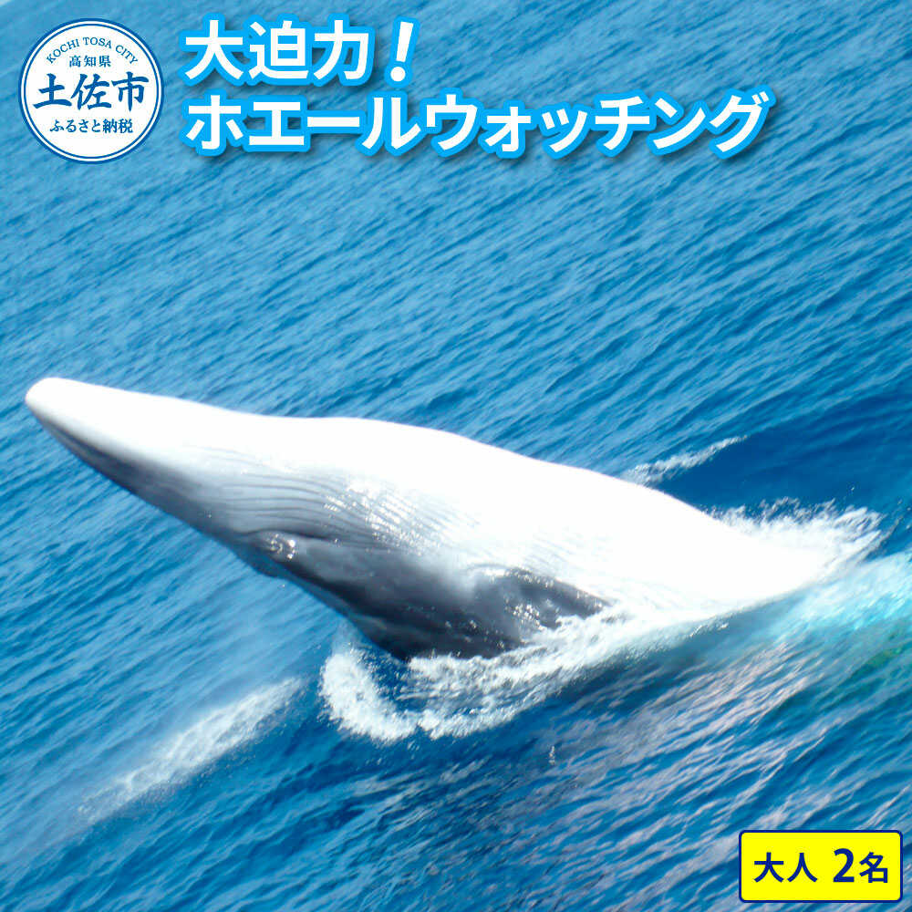 【ふるさと納税】ホエールウォッチング 14000円分利用券（大人2名分相当） ホエールウォッチング くじら クジラ 高知 土佐市 地元 体験 レジャー クーポン 旅行 観光 高知県土佐市/宇佐ホエールウォッチング協会[BQCH003]